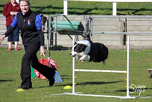 There are many Dogs NZ Rally-O events held every year. Image supplied by A Dozen Dogs