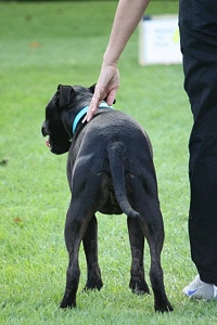 Many Dogs NZ obedience clubs and some agility clubs offer Rally-O training. Image supplied by Matilda von Rijnbeck