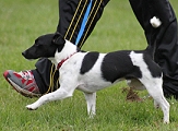 Dogs NZ Rally-O includes heelwork, a variety of turns, halts, stays and jumps