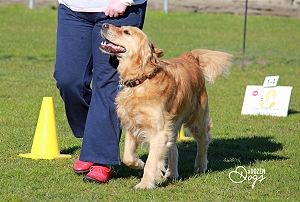 Each level of Dogs NZ Rally-O is longer and contains more difficult exercises. Image supplied by A Dozen Dogs